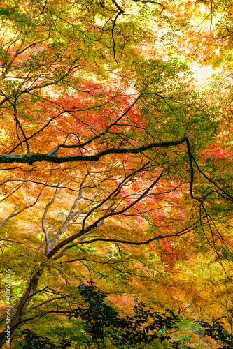 Maple trees in autumn