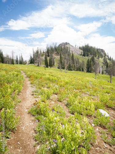 Serene Mountain Path Through Field of Wildflowers