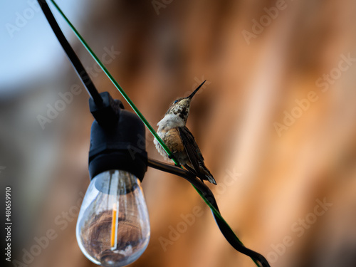 Green Hummingbird Perched on A Light
