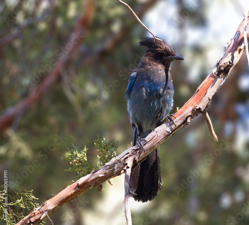 Blue Chested Steller's Jay in a Pine Tree