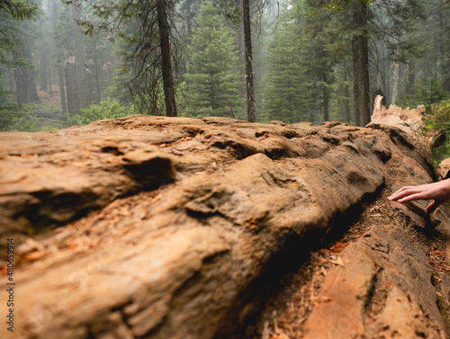 Hand Running Over Fallen Tree Trunk Texture 