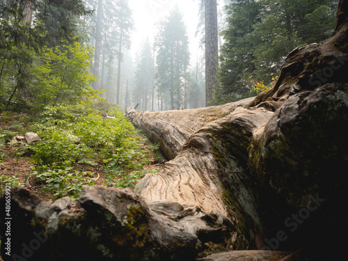 Fallen Tree in Foggy Redwood Forest