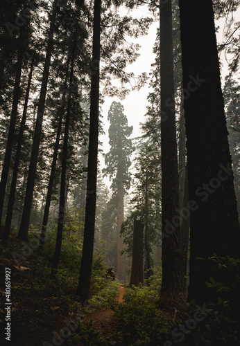 Redwood Forest Trees in Fog