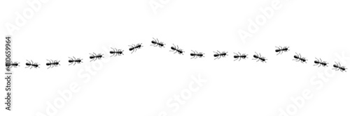 Ants line marching in trail searching food. Ant path isolated in white background. Vector illustration