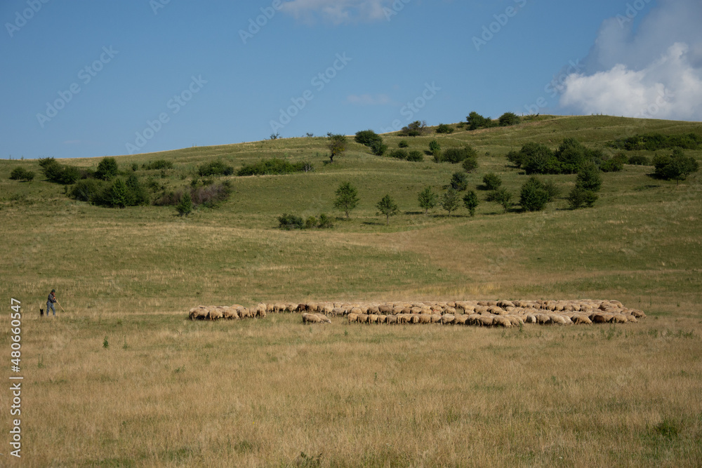  a shepherd with herd of sheeps in , Romania 2019