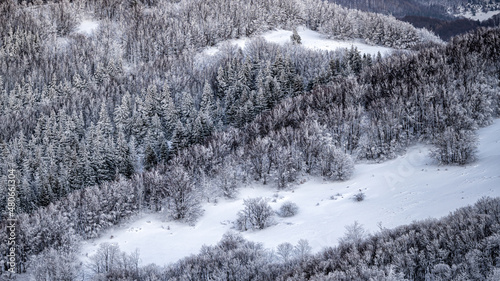 Winter snowy forest. Bieszczady National Park, Poland.
