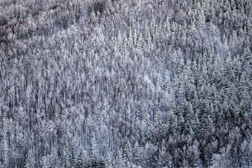 Winter snowy forest. Bieszczady National Park, Poland.