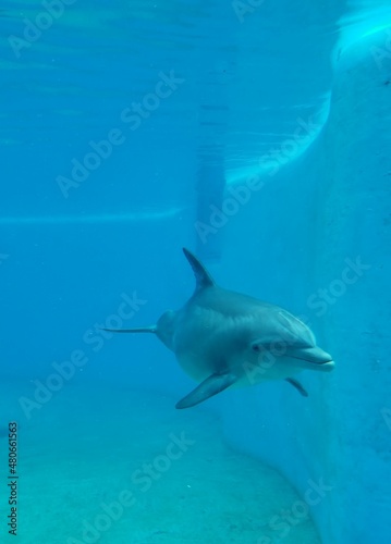 Dolphin swimming © Laurie