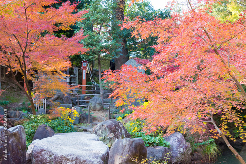 Kyoto, Japan - Autumn leaf color at Nagaoka Tenmangu Shrine in Nagaokakyo, Kyoto, Japan. The Shrine was a history of over 1000 years. photo