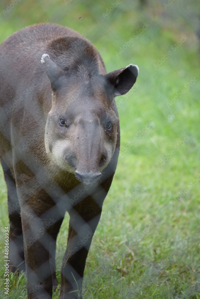 Fototapeta premium danta