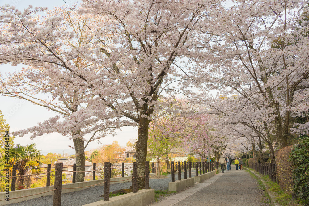 Kyoto, Japan - Philosopher's Walk (Tetsugaku-no-michi) in Kyoto, Japan. It is a pedestrian path that follows a cherry-tree-lined canal in Kyoto, between Ginkaku-ji and Nanzen-ji.