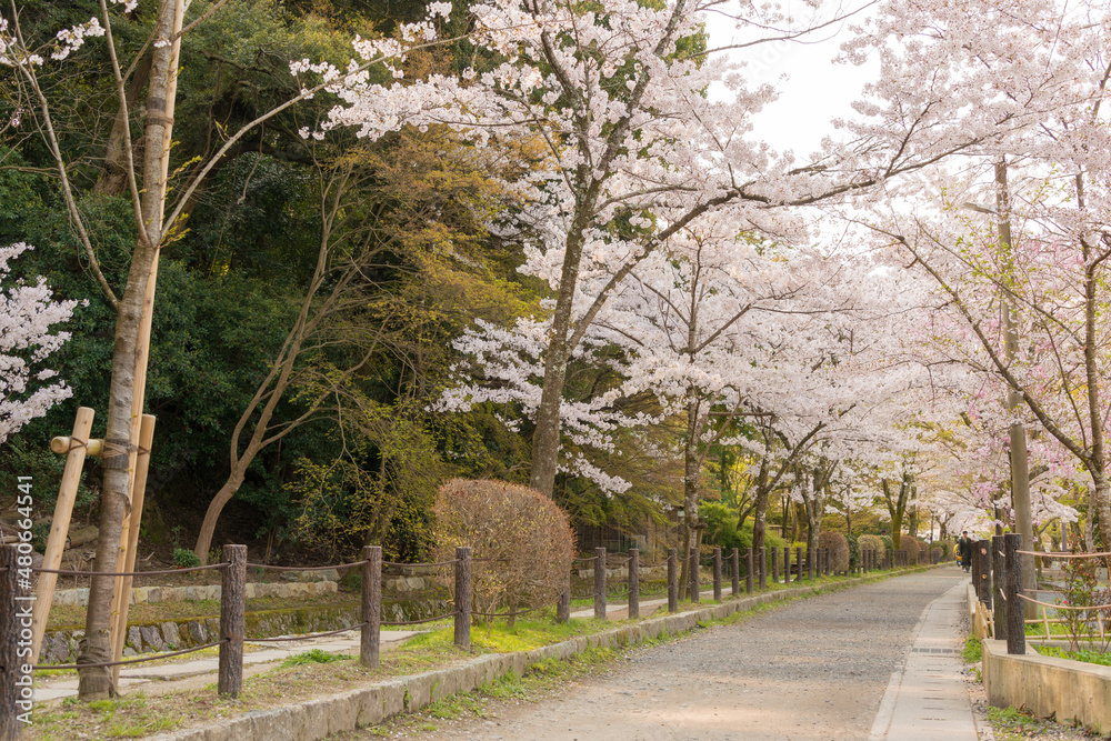 Kyoto, Japan - Philosopher's Walk (Tetsugaku-no-michi) in Kyoto, Japan. It is a pedestrian path that follows a cherry-tree-lined canal in Kyoto, between Ginkaku-ji and Nanzen-ji.