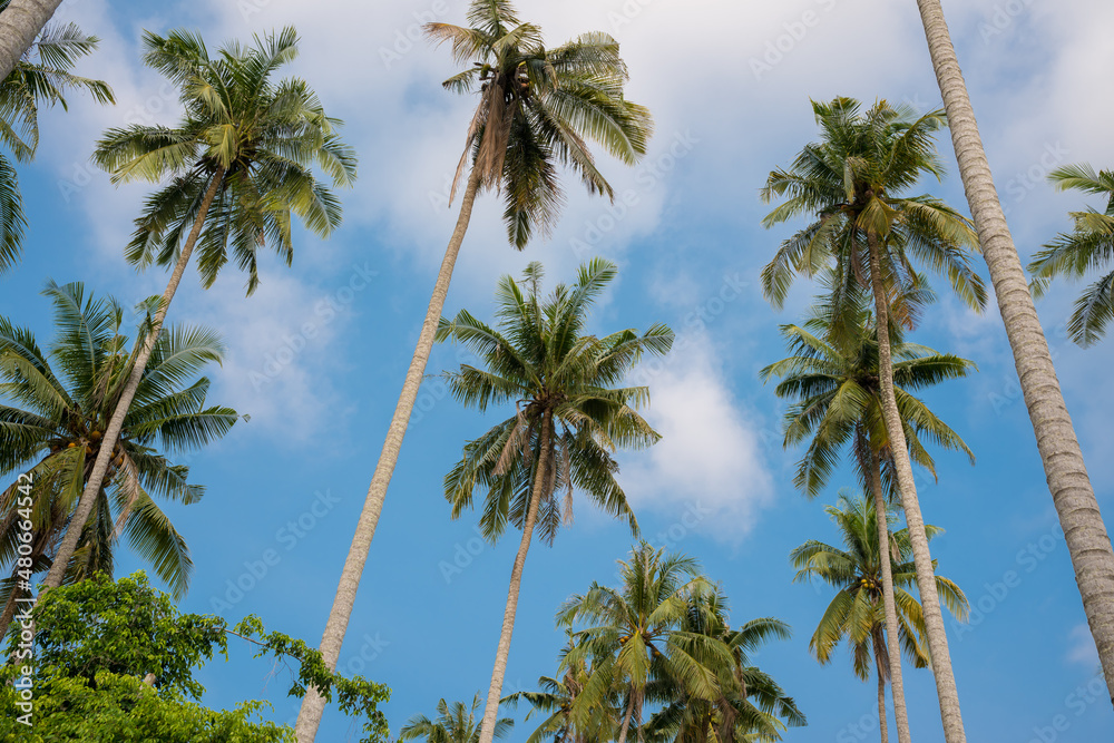 Fototapeta premium Coconut trees by the sea on holidays.