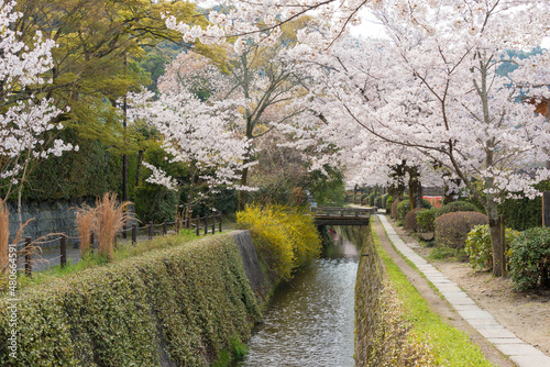 Kyoto, Japan - Philosopher's Walk (Tetsugaku-no-michi) in Kyoto, Japan. It is a pedestrian path that follows a cherry-tree-lined canal in Kyoto, between Ginkaku-ji and Nanzen-ji.