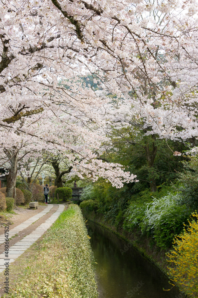 Kyoto, Japan - Philosopher's Walk (Tetsugaku-no-michi) in Kyoto, Japan. It is a pedestrian path that follows a cherry-tree-lined canal in Kyoto, between Ginkaku-ji and Nanzen-ji. Kyoto, Japan - Philosopher's Walk (Tetsugaku-no-michi) in Kyoto, Japan. It is a pedestrian path that follows a cherry-tree-lined canal in Kyoto, between Ginkaku-ji and Nanzen-ji.