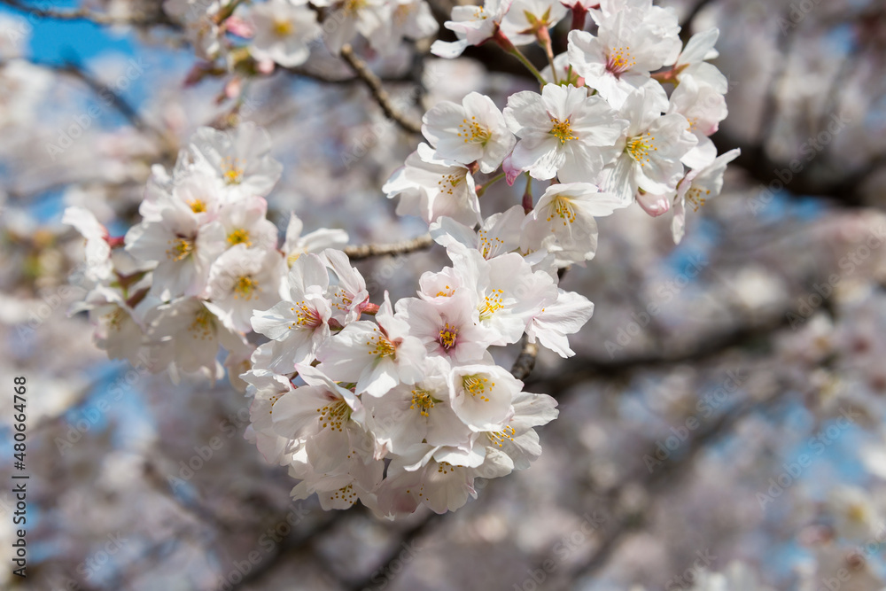 Kyoto, Japan - Philosopher's Walk (Tetsugaku-no-michi) in Kyoto, Japan. It is a pedestrian path that follows a cherry-tree-lined canal in Kyoto, between Ginkaku-ji and Nanzen-ji.