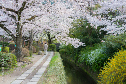 Kyoto, Japan - Philosopher's Walk (Tetsugaku-no-michi) in Kyoto, Japan. It is a pedestrian path that follows a cherry-tree-lined canal in Kyoto, between Ginkaku-ji and Nanzen-ji.