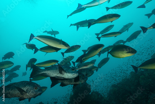 gruppo di pesci chirurgo mentre nuotano nel blu