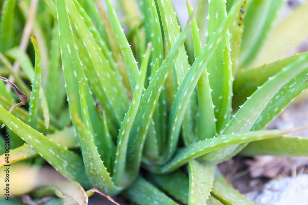 Close up fresh green aloe vera plant in the herb garden. Close up fresh green aloe vera plant in the herb garden.