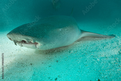 primo piano di squalo nutrice  Ginglymostoma cirratum  su sabbia