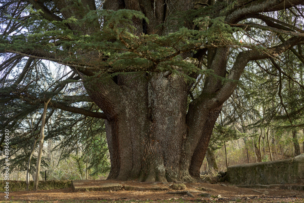 Cedrus libani. Great cedar of Lebanon Cedrus libani. Great cedar of Lebanon