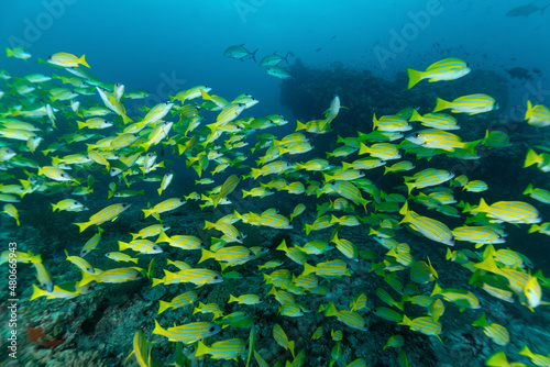 gruppo di pesci azzannatori striati, Lutjanus kasmira, sulla barriera corallina photo