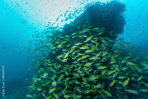 gruppo di pesci azzannatori striati, Lutjanus kasmira, sulla barriera corallina photo