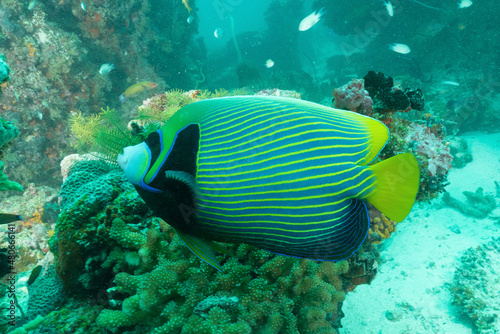  Pesce angelo imperatore, Pomacanthus imperator, sulla barriera corallina