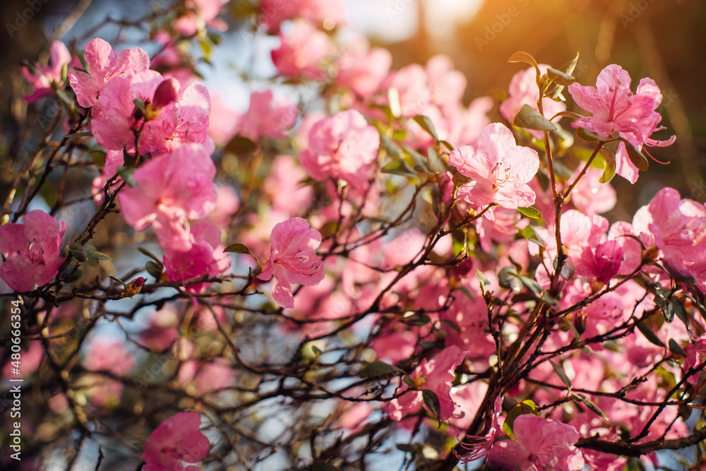 Spring shrub blooming with delicate pink flowers in sunlight. Altai rhododendron ledebur, close-up. Abstract floral background. Spring shrub blooming with delicate pink flowers in sunlight. Altai rhododendron ledebur, close-up. Abstract floral background.