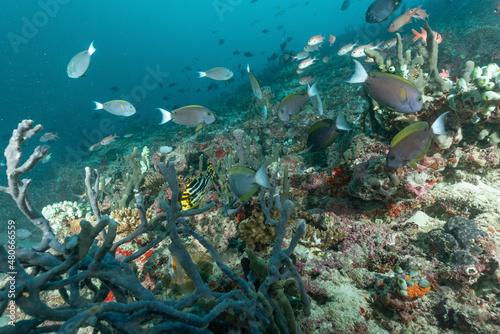 pesci chirurgo mentre nuotano sulla barriera corallina, circondati da spugne
