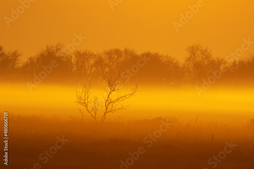 Orange sunrise with fog and bare tree