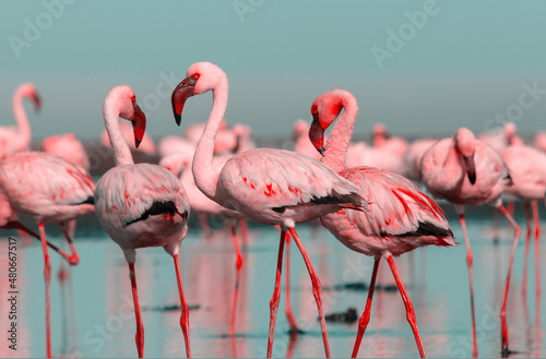 Wild african birds. Group birds of pink african flamingos walking around the blue lagoon on a sunny day
