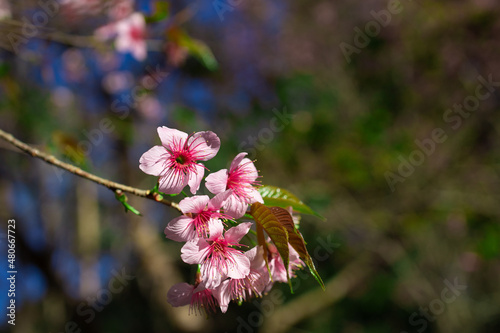 pink blossom