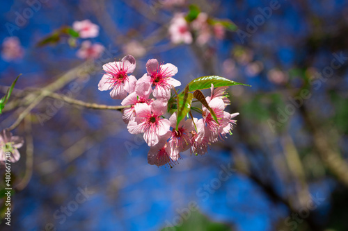 blossom in spring