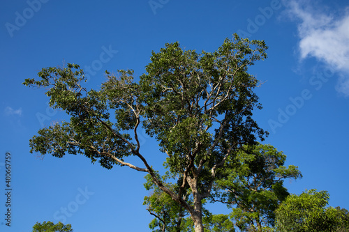 tree and sky