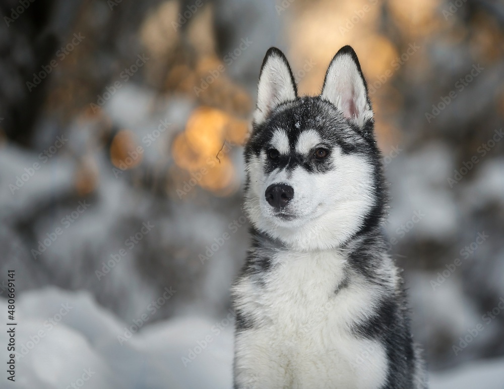 siberian husky dog in snow