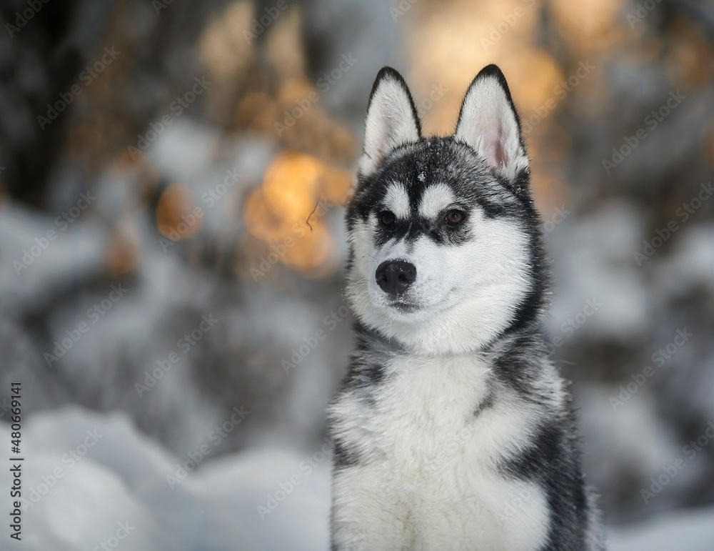 siberian husky dog in snow siberian husky dog in snow