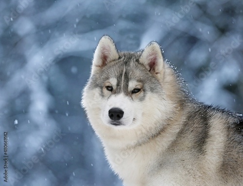 husky in the snow