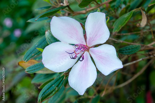 Sydney Australia, white flower with pink-mauve highlights of a dwarf tibouchina peace baby in the shade  photo