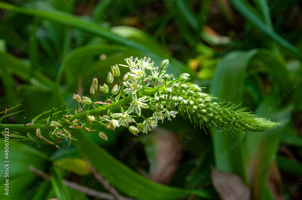 Sydney Australia, flower stem of a Ornithogalum caudautum or false sea onion native to south africa Sydney Australia, flower stem of a Ornithogalum caudautum or false sea onion native to south africa