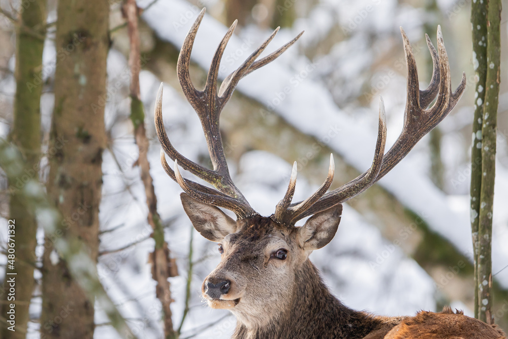 Fototapeta premium Jeleń szlachetny (Cervus elaphus) Red Deer Stag