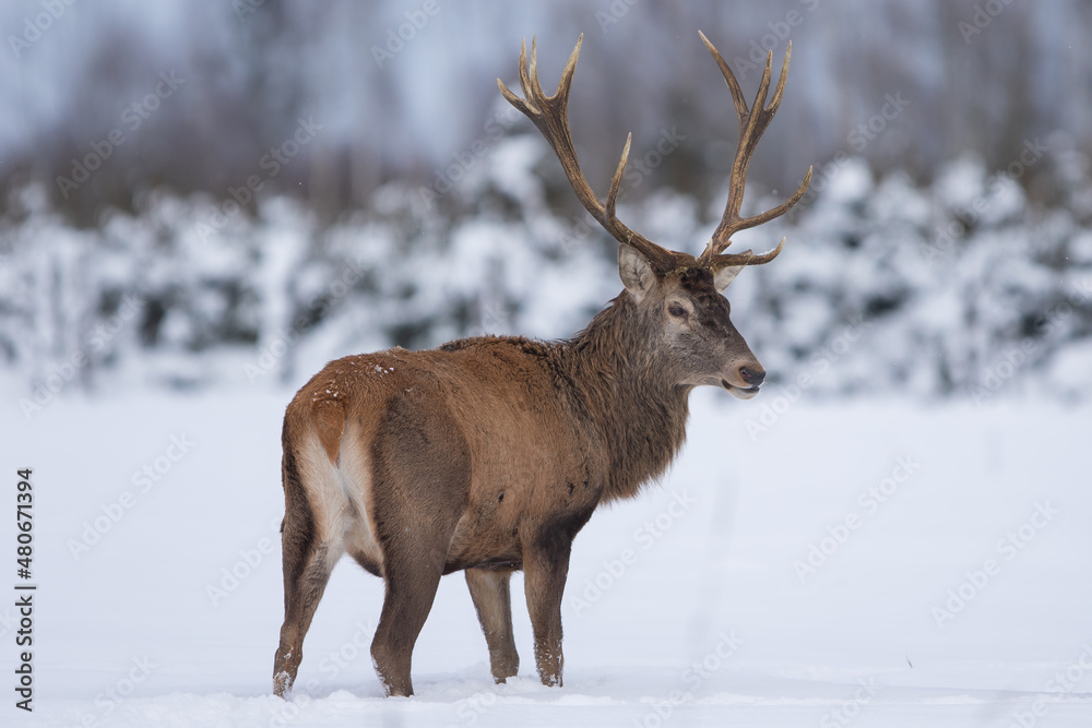 Jeleń szlachetny (Cervus elaphus) Red Deer Stag