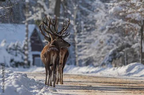 Fototapeta Jeleń szlachetny (Cervus elaphus) Red Deer Stag