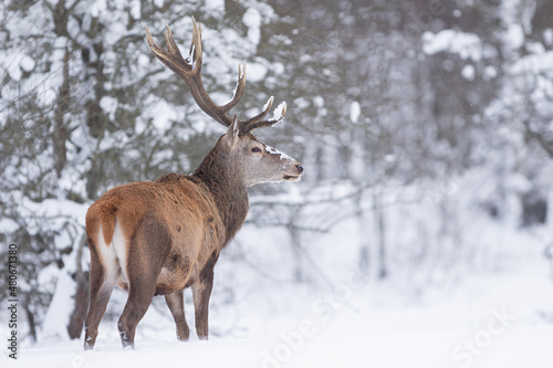 Fototapeta Naklejka Na Ścianę i Meble -  Jeleń szlachetny (Cervus elaphus) Red Deer Stag