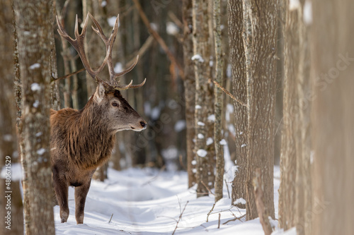 Fototapeta Naklejka Na Ścianę i Meble -  Jeleń szlachetny (Cervus elaphus) Red Deer Stag