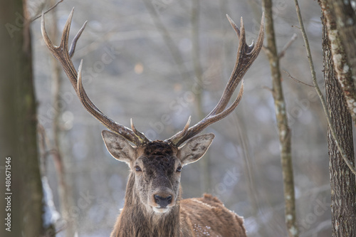 Fototapeta Naklejka Na Ścianę i Meble -  Jeleń szlachetny (Cervus elaphus) Red Deer Stag