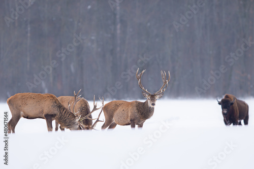 Jeleń szlachetny (Cervus elaphus) Red Deer Stag © Patryk