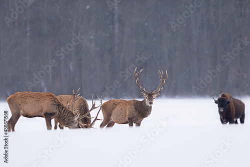 Jeleń szlachetny (Cervus elaphus) Red Deer Stag © Patryk