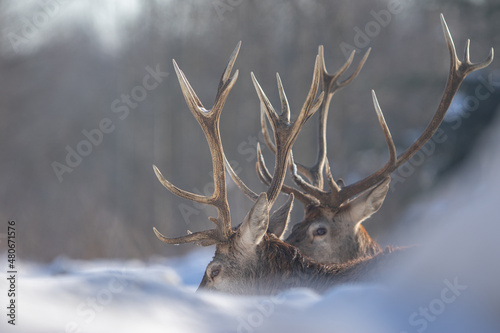 Fototapeta Naklejka Na Ścianę i Meble -  Jeleń szlachetny (Cervus elaphus) Red Deer Stag