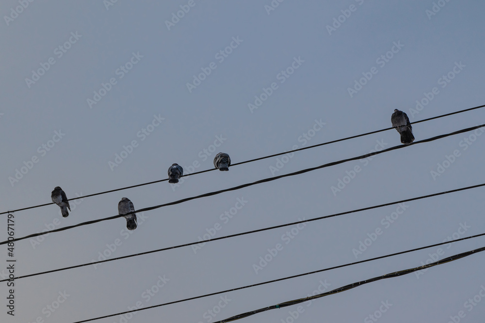 Pigeons sits on a branch without leaves. Sparrows on a branch in the autumn or winter Pigeons sits on a branch without leaves. Sparrows on a branch in the autumn or winter
